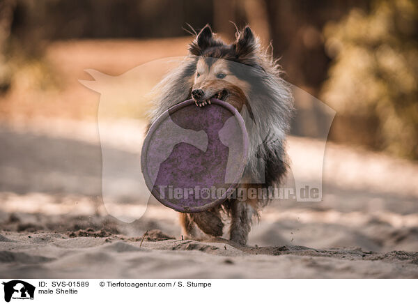 Sheltie Rde / male Sheltie / SVS-01589