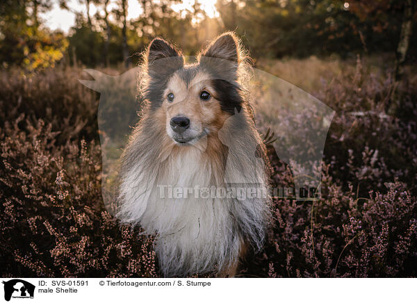 Sheltie Rde / male Sheltie / SVS-01591