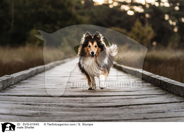 Sheltie Rde / male Sheltie / SVS-01640