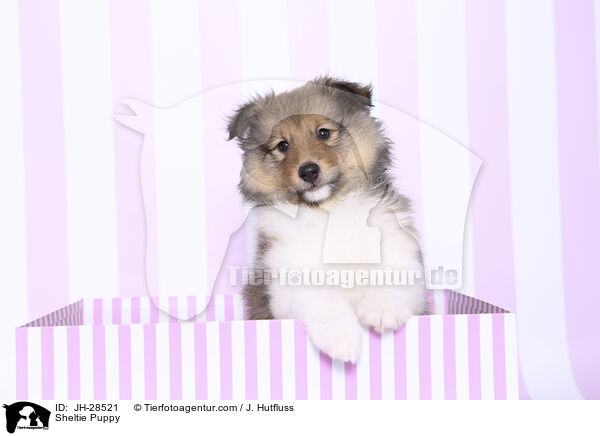 Sheltie Welpe / Sheltie Puppy / JH-28521