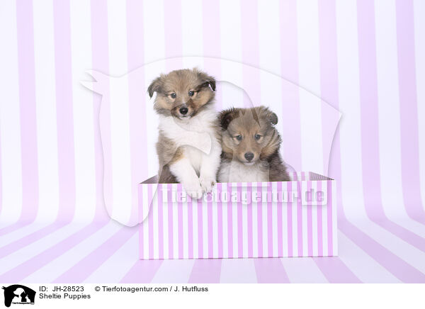Sheltie Welpen / Sheltie Puppies / JH-28523