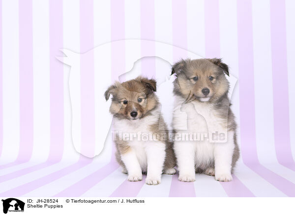 Sheltie Welpen / Sheltie Puppies / JH-28524
