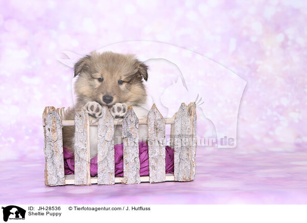 Sheltie Welpe / Sheltie Puppy / JH-28536