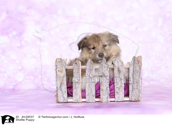 Sheltie Welpe / Sheltie Puppy / JH-28537