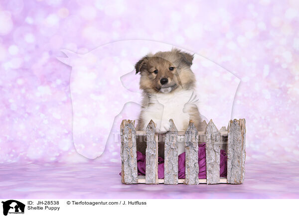 Sheltie Welpe / Sheltie Puppy / JH-28538