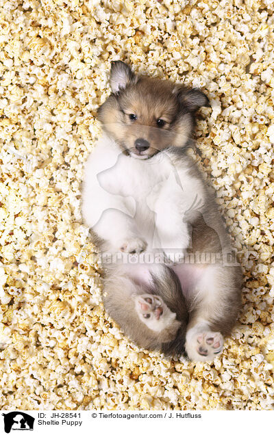 Sheltie Welpe / Sheltie Puppy / JH-28541