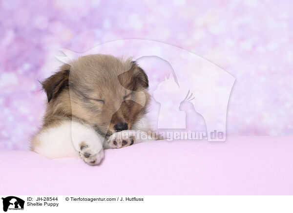 Sheltie Welpe / Sheltie Puppy / JH-28544