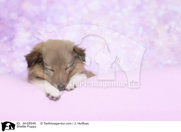 Sheltie Welpe / Sheltie Puppy / JH-28546