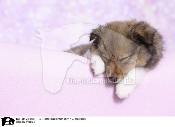Sheltie Welpe / Sheltie Puppy / JH-28550