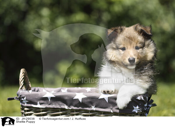 Sheltie Welpe / Sheltie Puppy / JH-29038