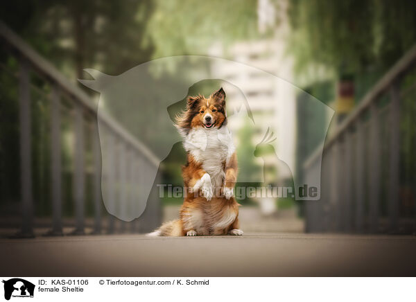 Sheltie Hndin / female Sheltie / KAS-01106