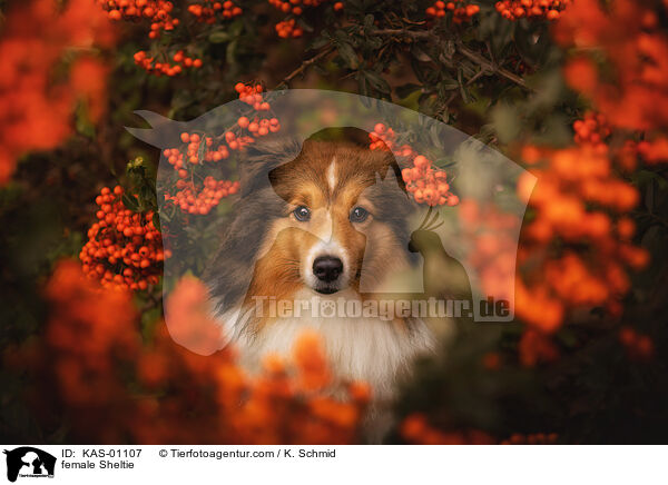 Sheltie Hndin / female Sheltie / KAS-01107