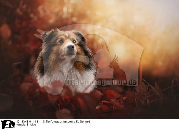 Sheltie Hndin / female Sheltie / KAS-01113
