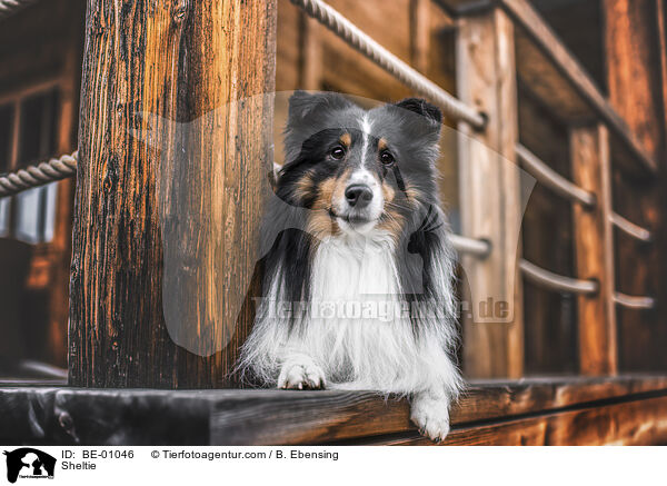 Sheltie / Sheltie / BE-01046