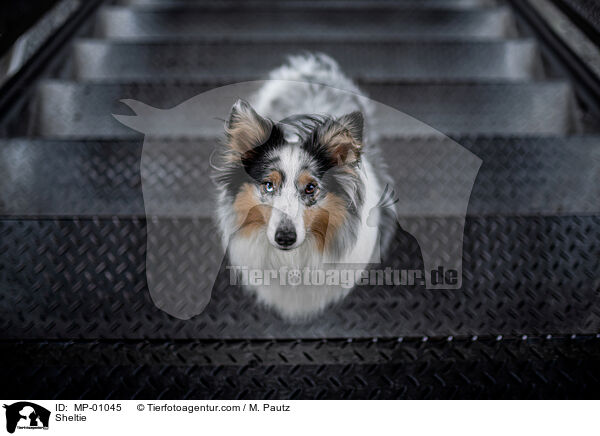 Sheltie / Sheltie / MP-01045