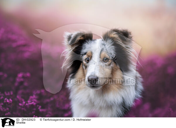 Sheltie / Sheltie / DH-02923
