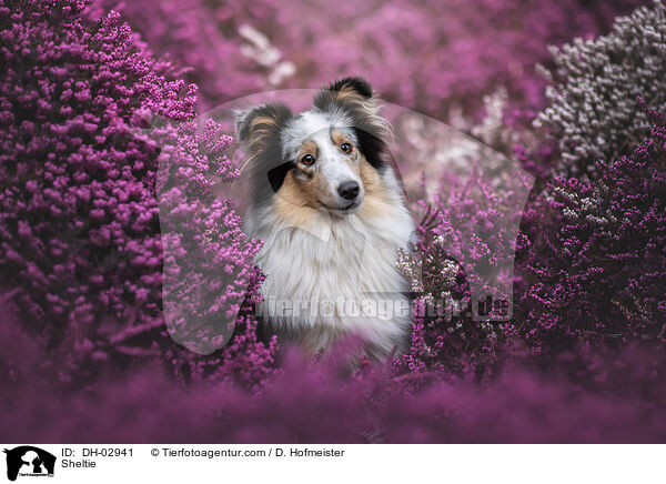 Sheltie / Sheltie / DH-02941