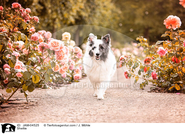 Sheltie / Sheltie / JAM-04525