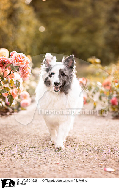 Sheltie / Sheltie / JAM-04526