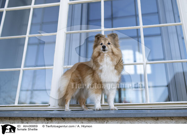 Sheltie Hndin / female Sheltie / AH-06869