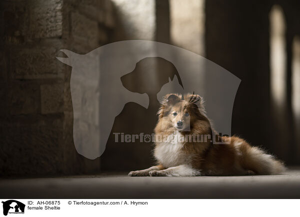 Sheltie Hndin / female Sheltie / AH-06875