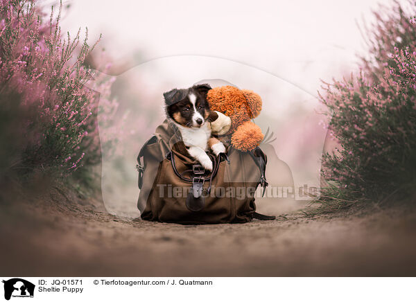 Sheltie Welpe / Sheltie Puppy / JQ-01571