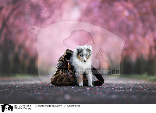 Sheltie Welpe / Sheltie Puppy / JQ-01584