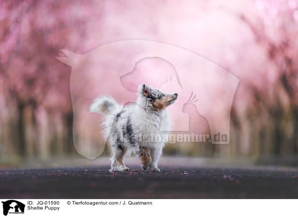 Sheltie Welpe / Sheltie Puppy / JQ-01590