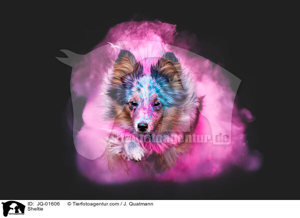 Sheltie / Sheltie / JQ-01606