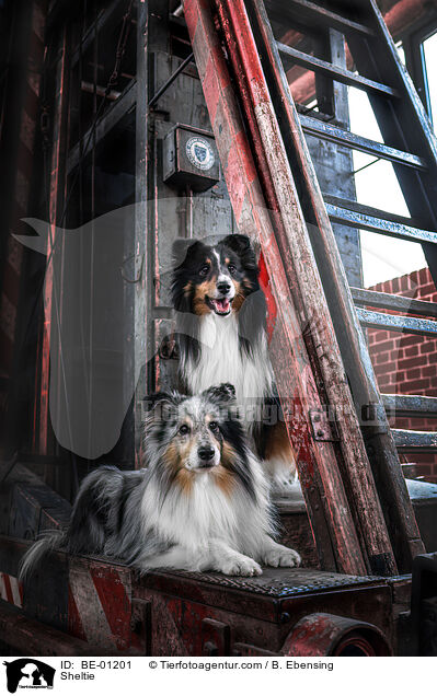 Sheltie / Sheltie / BE-01201