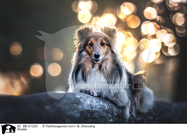 Sheltie / BE-01225