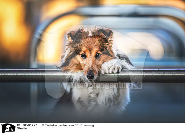 Sheltie / Sheltie / BE-01227