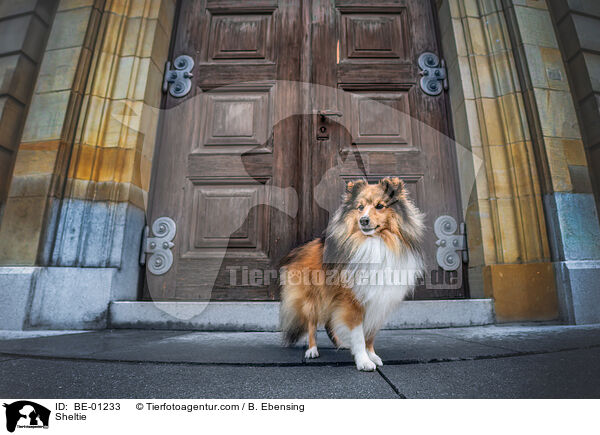 Sheltie / Sheltie / BE-01233