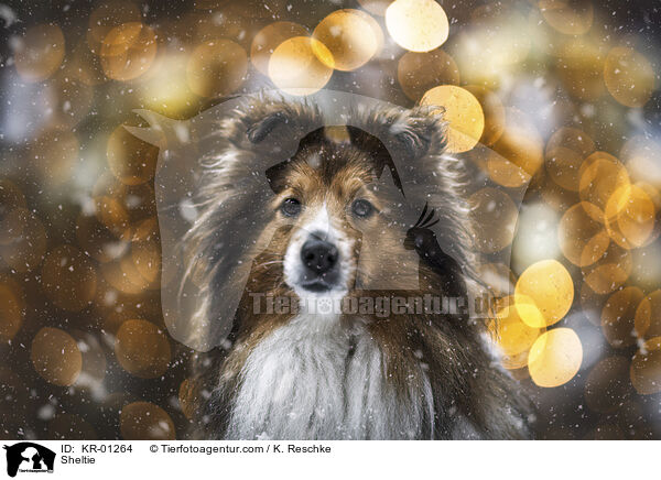 Sheltie / Sheltie / KR-01264