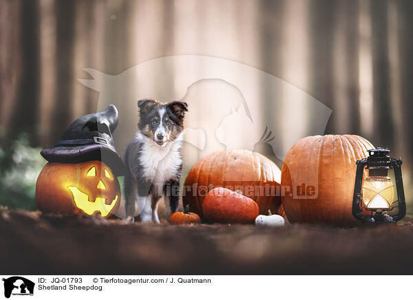Sheltie / Shetland Sheepdog / JQ-01793