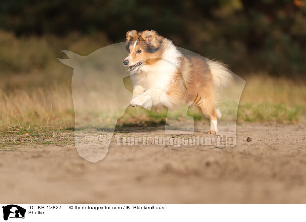 Sheltie / Sheltie / KB-12827