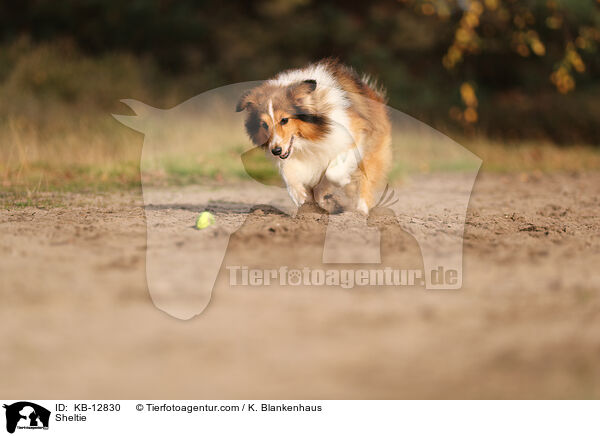 Sheltie / Sheltie / KB-12830