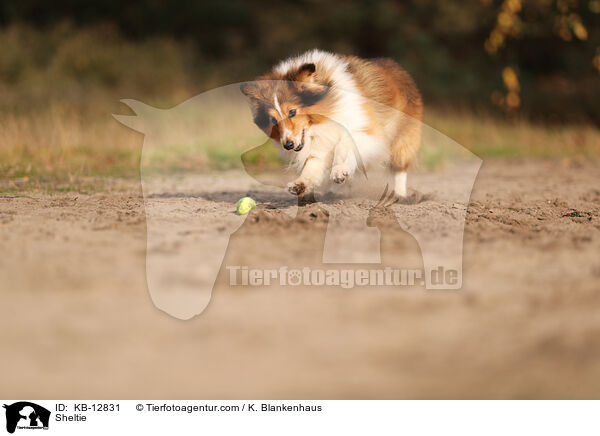 Sheltie / Sheltie / KB-12831
