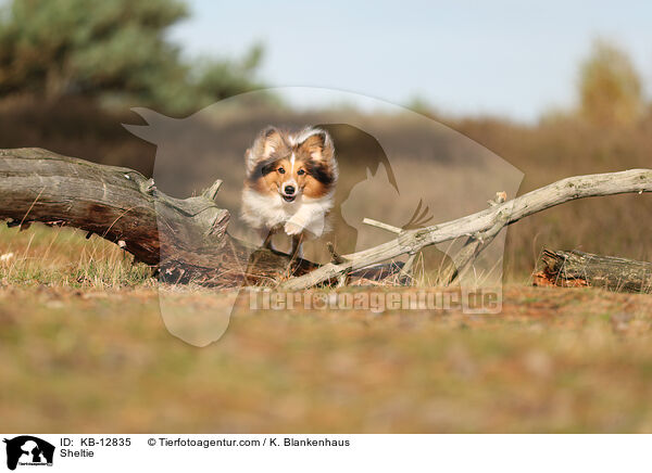 Sheltie / Sheltie / KB-12835