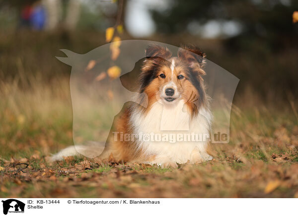 Sheltie / Sheltie / KB-13444