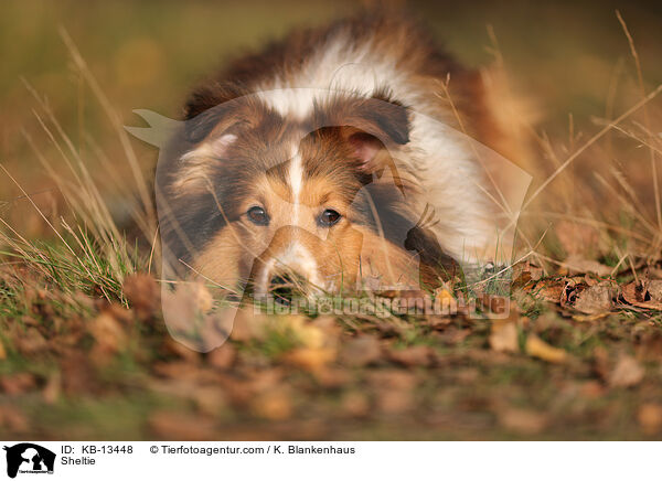 Sheltie / Sheltie / KB-13448