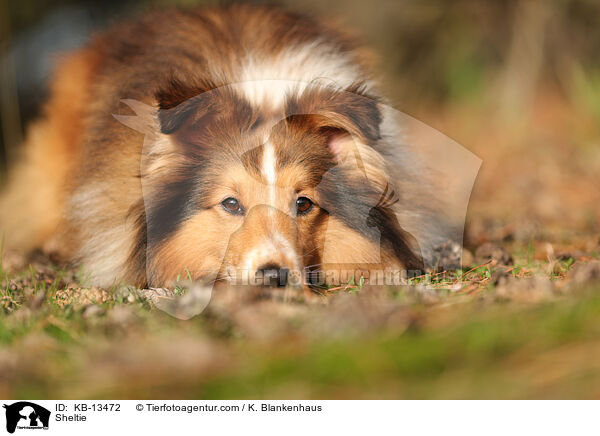 Sheltie / Sheltie / KB-13472