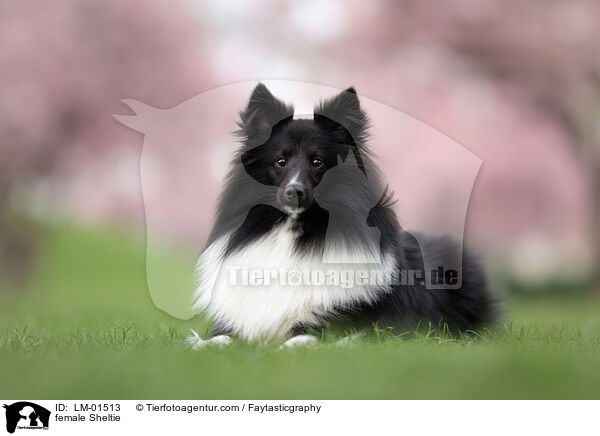 Sheltie Hndin / female Sheltie / LM-01513