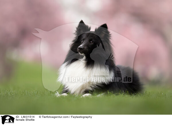 Sheltie Hndin / female Sheltie / LM-01514