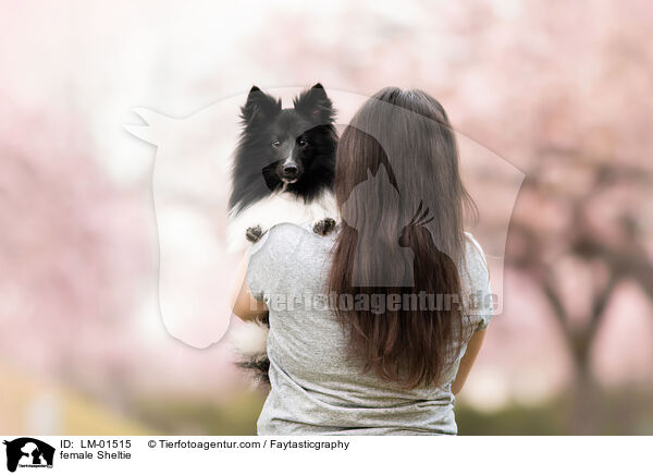 Sheltie Hndin / female Sheltie / LM-01515