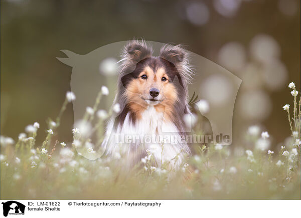 Sheltie Hndin / female Sheltie / LM-01622