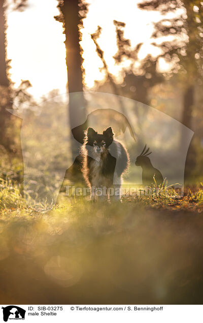 Sheltie Rde / male Sheltie / SIB-03275