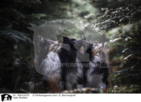 Sheltie Rden / male Shelties / SIB-03276