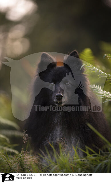 Sheltie Rde / male Sheltie / SIB-03278