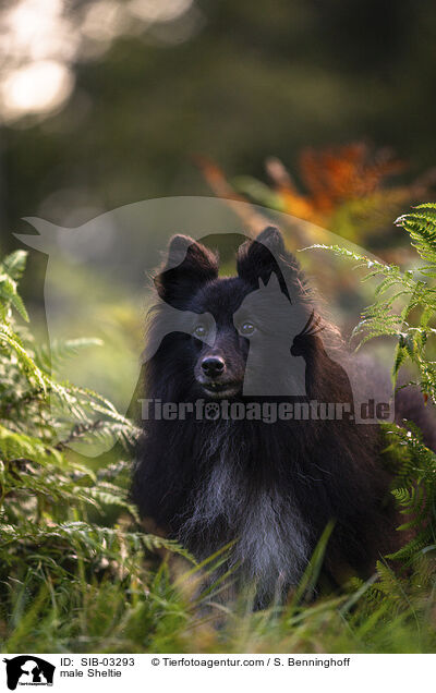 Sheltie Rde / male Sheltie / SIB-03293